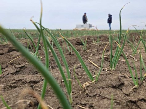 Умови для сівби озимих на Одещині сприятливі, запаси вологи поповнились