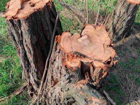В Одесі екологи зафіксували незаконну вирубку дерев