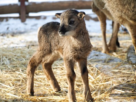 Бебі-бум в Одеському зоопарку: у родині овець народилися Перемога та Кракен