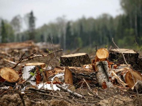 На Одещині екоінспектори виявили масштабну вирубку дерев на мільйон гривень