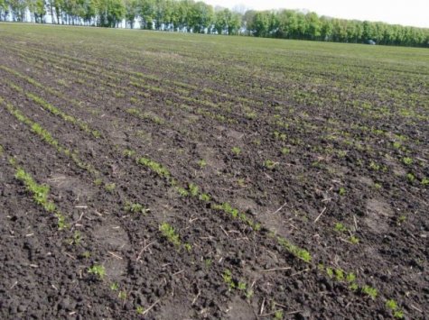 Відновлення зрошення Бессарабії оцінили у понад 200 мільйонів доларів