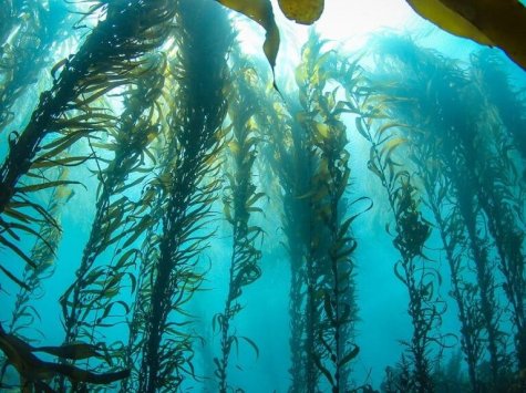 Моніторинг в Одесі: якість морської води на міських пляжах відповідає нормам